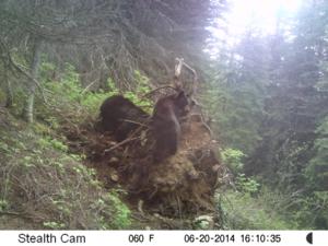 <p>Idaho bait</p>